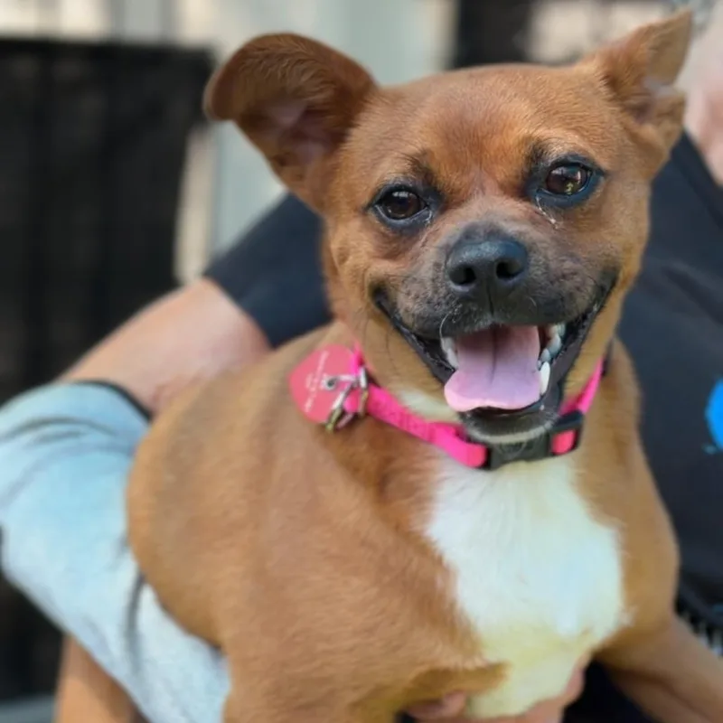 Hazel A thumbnail 3