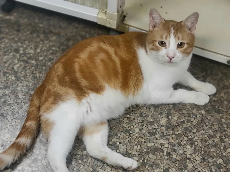 An adult large-sized male Orange & White Domestic Short Hair cat named Frasier for adoption in Memphis, TN
