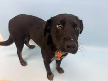 A young large-sized female Labrador Retriever dog named Allie for adoption in Woodbury, MN