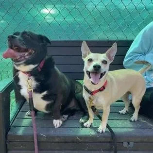 An adult small-sized female Yellow / Tan / Blond / Fawn Mixed Breed dog named Dulcet for adoption in Ithaca, NY