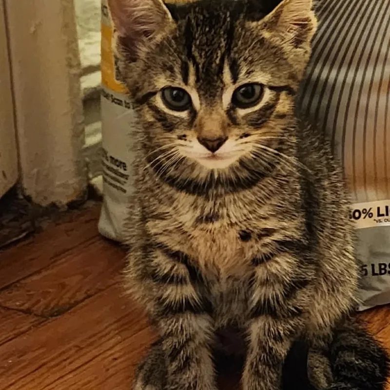 A baby small-sized female Brown / Chocolate Domestic Short Hair cat named Shira for adoption in Middle Village, NY