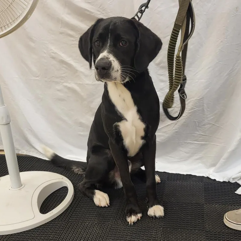 An adult large-sized male Black Mixed Breed dog named Blacky for adoption in Lake Panasoffkee, FL
