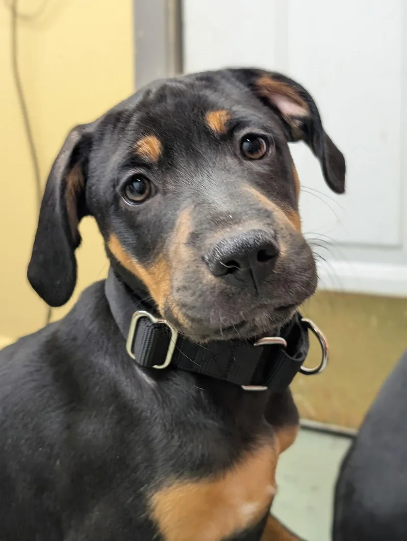 A young large-sized male Hound dog named Puppy Cider for adoption in Cuyahoga Falls, OH