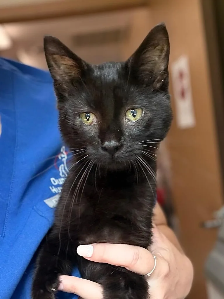 A baby medium-sized male Domestic Short Hair cat named Bing Bong for adoption in Menomonie, WI