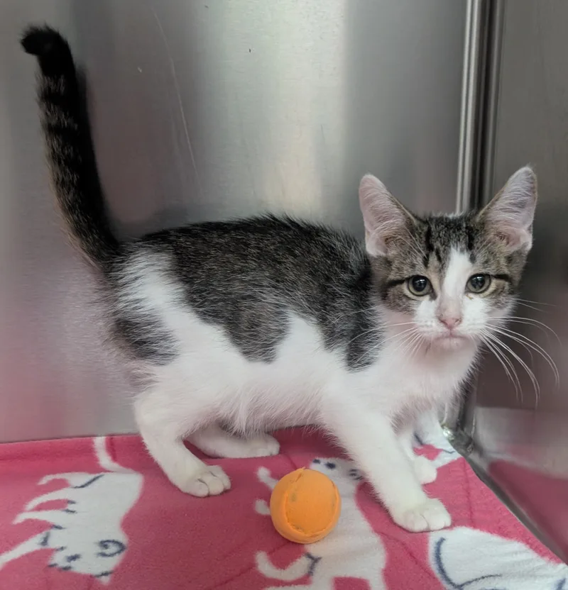 A young small-sized male White Domestic Short Hair cat named Oliver for adoption in New Ulm, MN