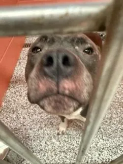 A young large-sized male Pit Bull Terrier dog named Seal for adoption in Little Elm, TX