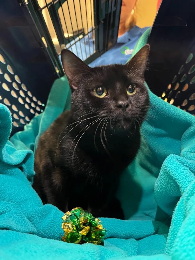 A young medium-sized male Domestic Short Hair cat named Petco Condo for adoption in Greenville, TX