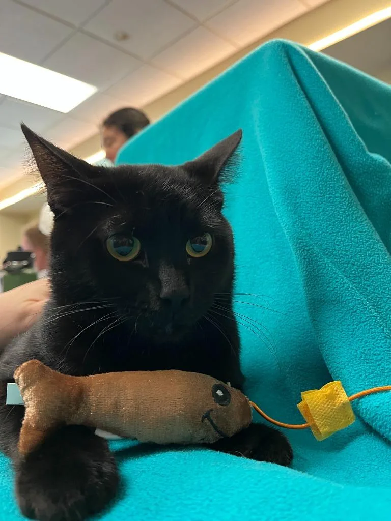 Petco Condo thumbnail 2