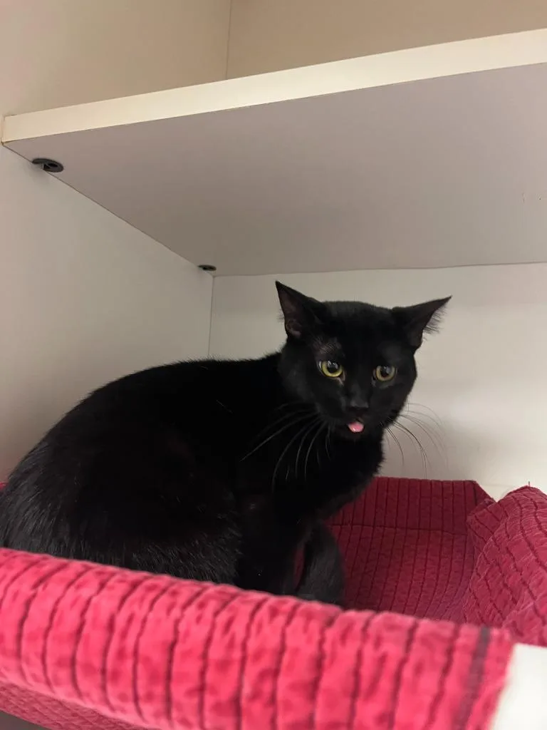 Petco Condo thumbnail 3