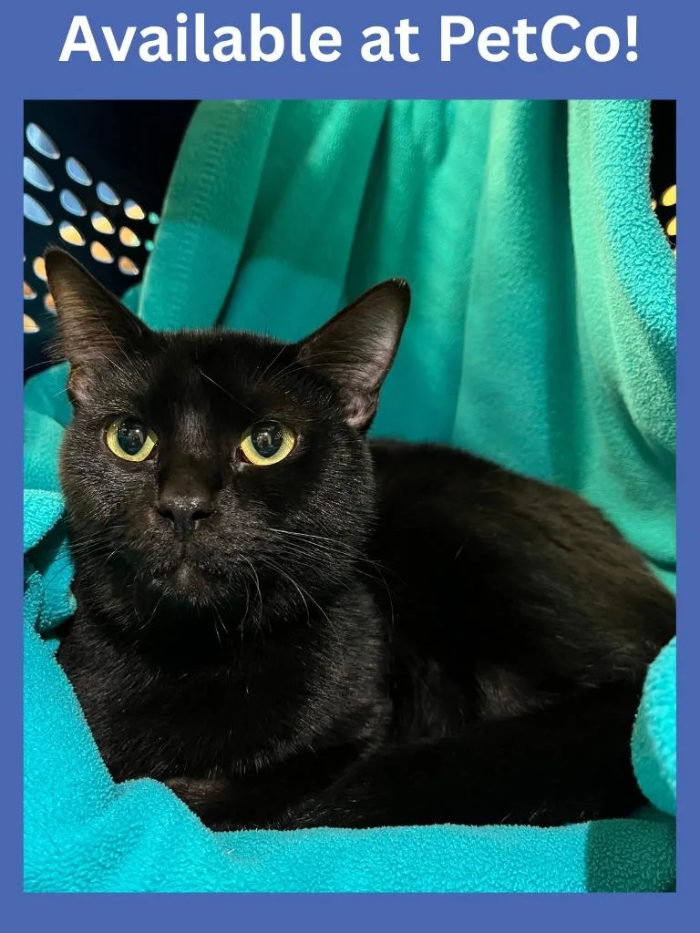 Petco Condo thumbnail 4