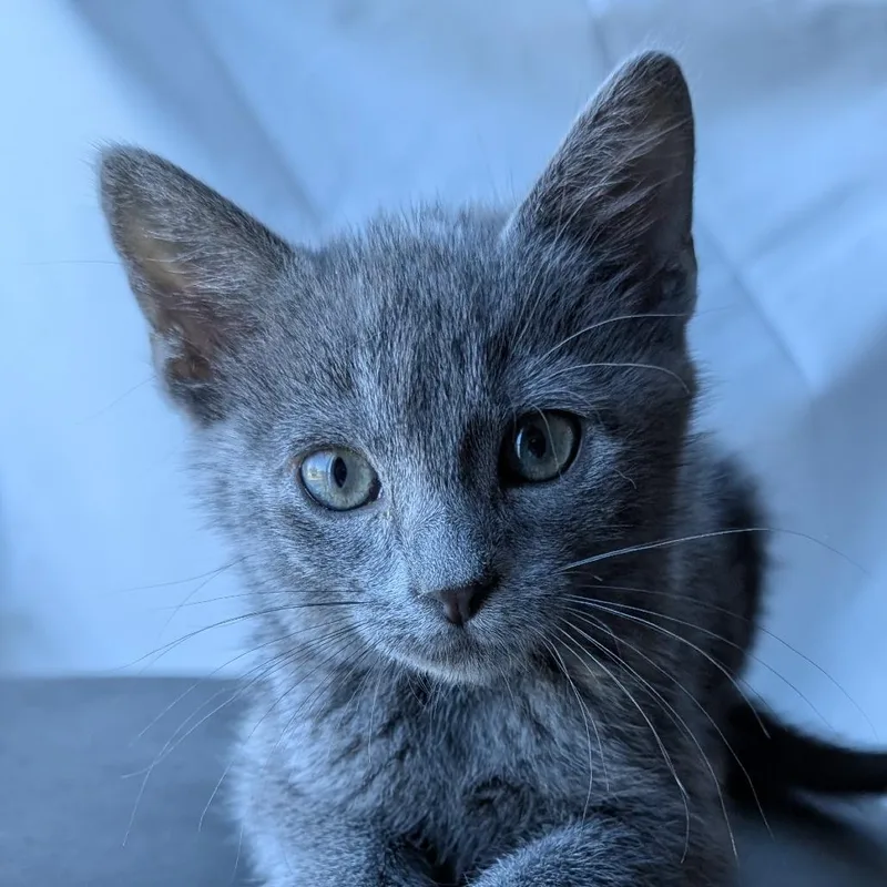 A baby small-sized male Gray / Blue / Silver Domestic Short Hair cat named Theodore for adoption in Ottawa, KS