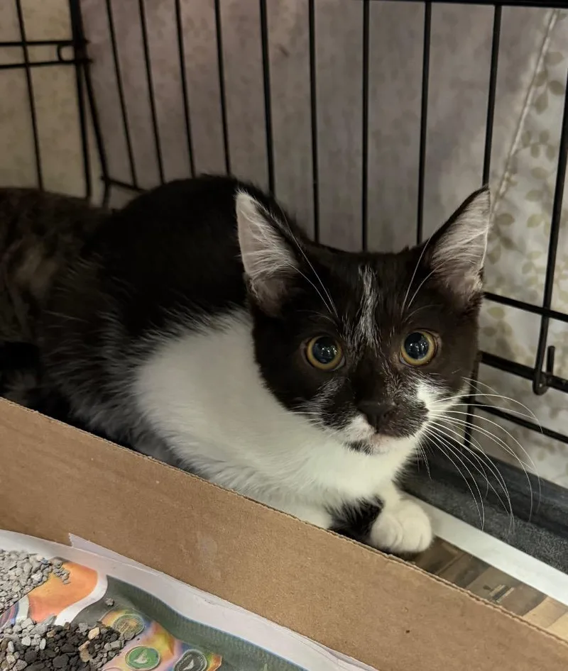 A baby medium-sized female Domestic Short Hair cat named Awkwafina for adoption in Cincinnati, OH