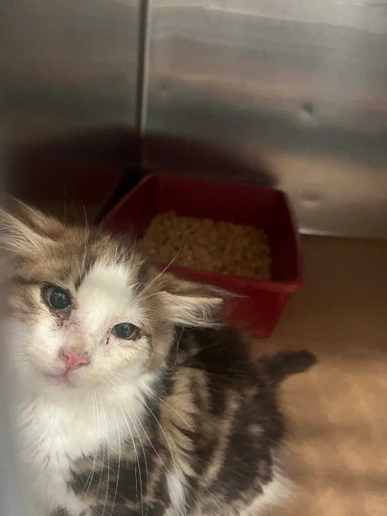 A baby large-sized male Domestic Short Hair cat named Kuka for adoption in Cartersville , GA