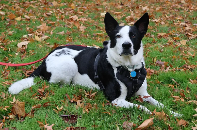 An adult large-sized male Black Shepherd dog named Koda for adoption in Harrison, NY
