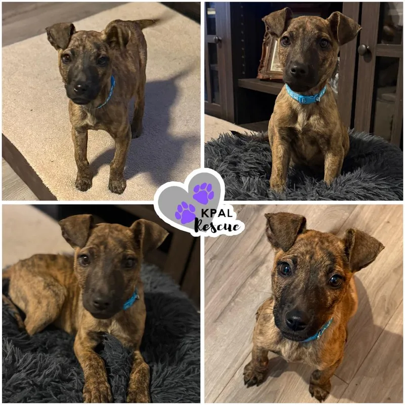 A baby medium-sized female Brindle Mixed Breed dog named Cocoa for adoption in Kenai, AK