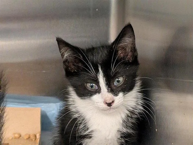 A baby small-sized male Black & White / Tuxedo Domestic Short Hair cat named Tweety for adoption in Tavares, FL