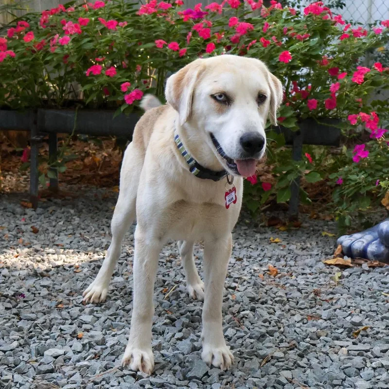 An adult medium-sized female Yellow / Tan / Blond / Fawn Labrador Retriever dog named Pearl for adoption in Wake Forest, NC