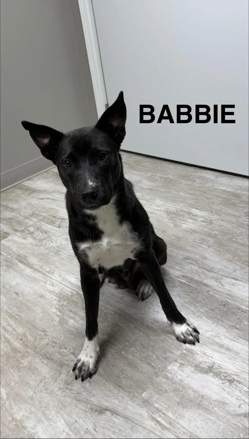 An adult medium-sized female Black Pit Bull Terrier dog named Babbie for adoption in Urbana, OH