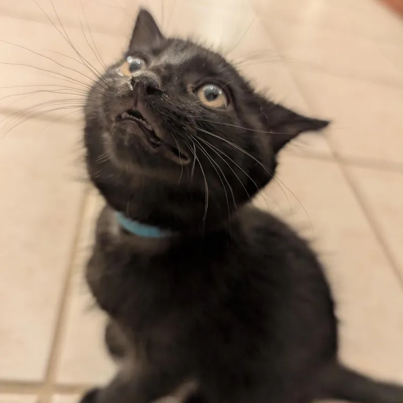 A baby small-sized male Black Domestic Short Hair cat named Victor Sabretoof Creed for adoption in Granville, OH