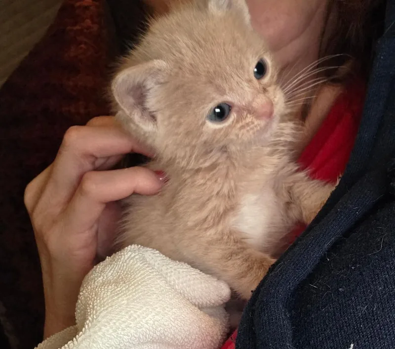 A baby medium-sized female Domestic Short Hair cat named August West for adoption in Pomona, NY