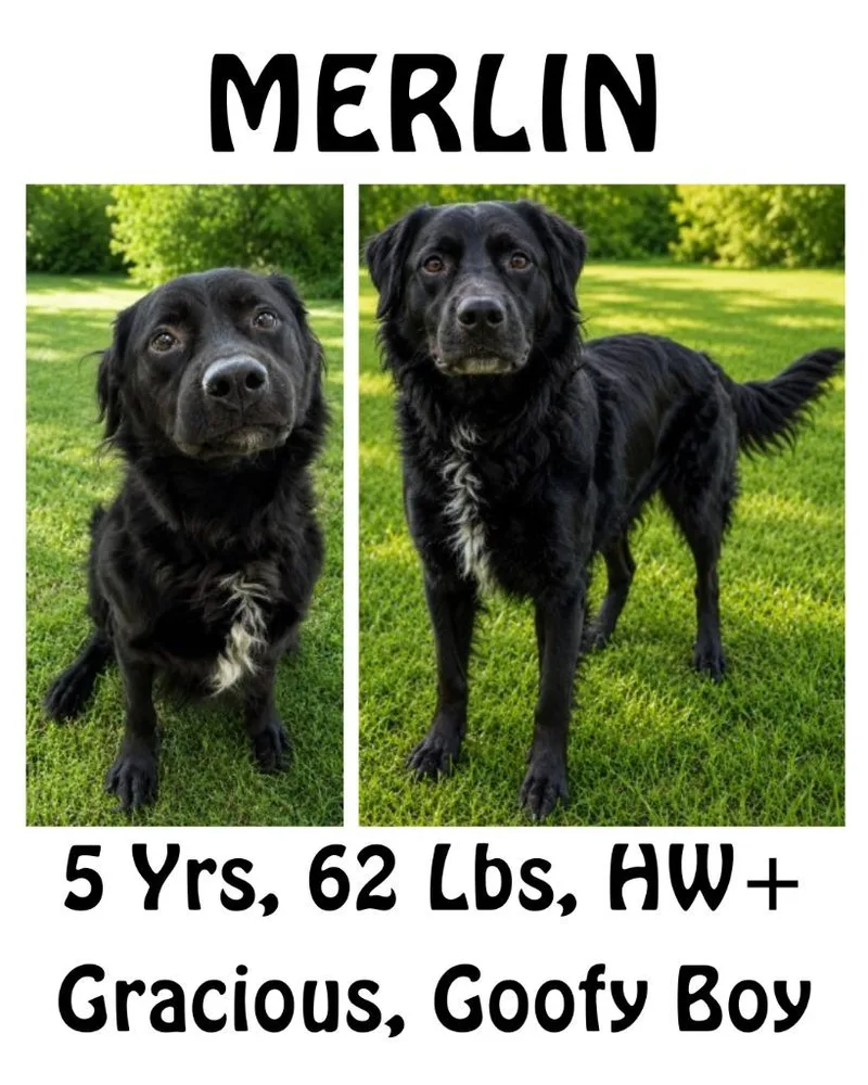 Merlin thumbnail 5