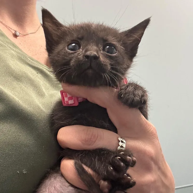 A baby small-sized female Black Domestic Medium Hair cat named Mustard for adoption in Greensboro, NC