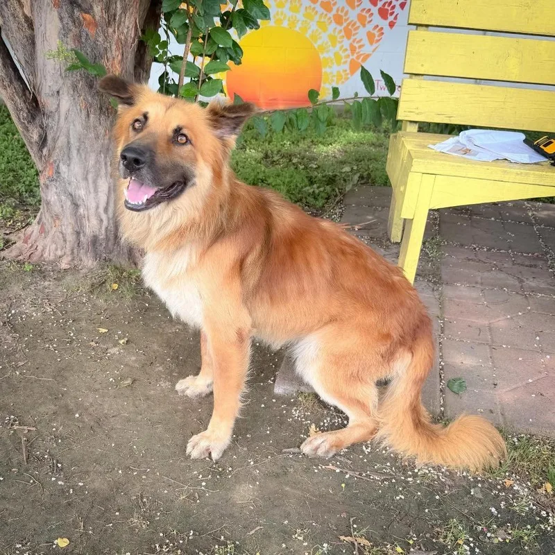 An adult medium-sized male Brown / Chocolate Shepherd dog named Peanuts for adoption in Bastrop, TX