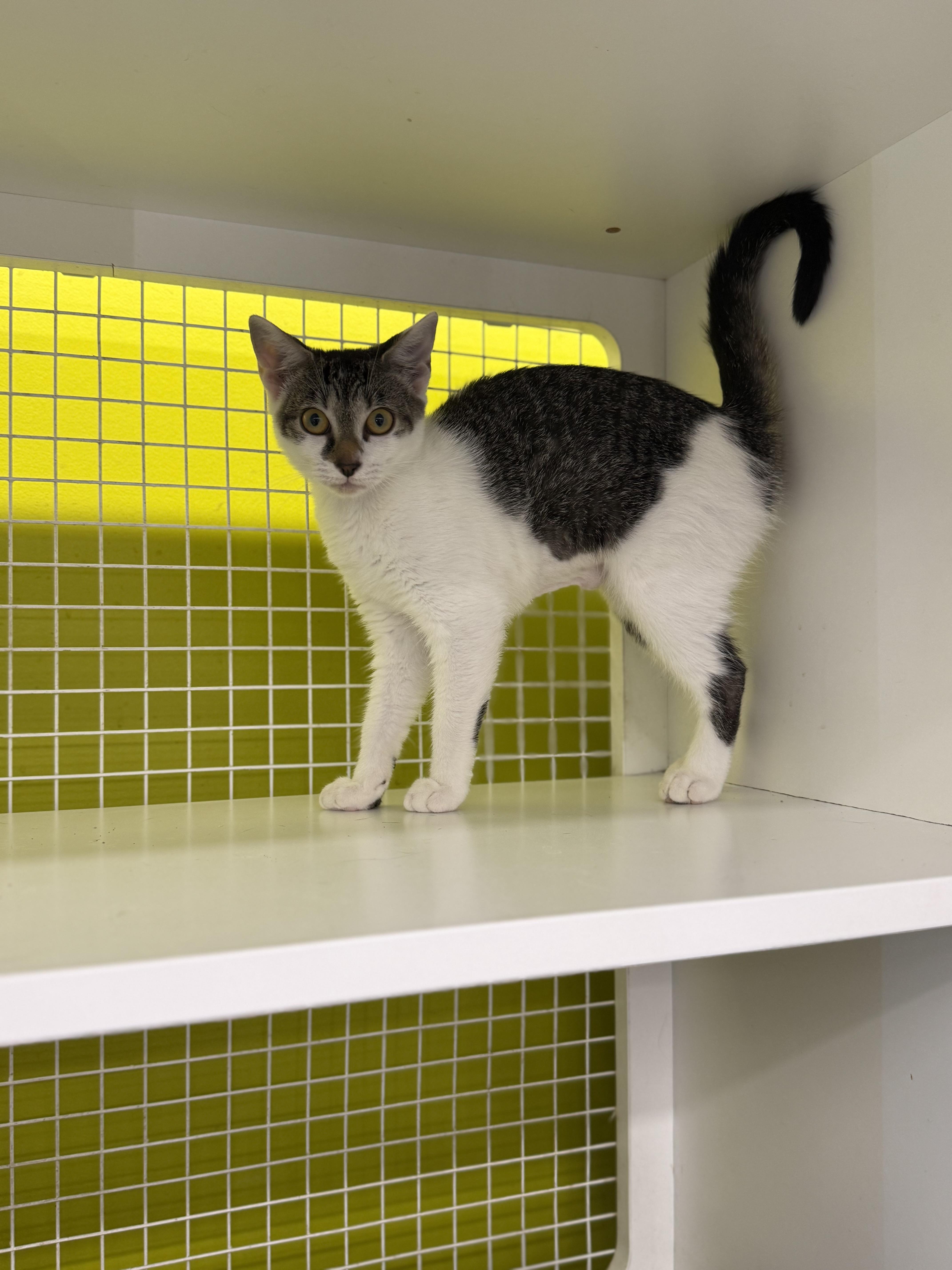 A baby medium-sized female Gray & White Tabby cat named Sage for adoption in Intercession city , FL