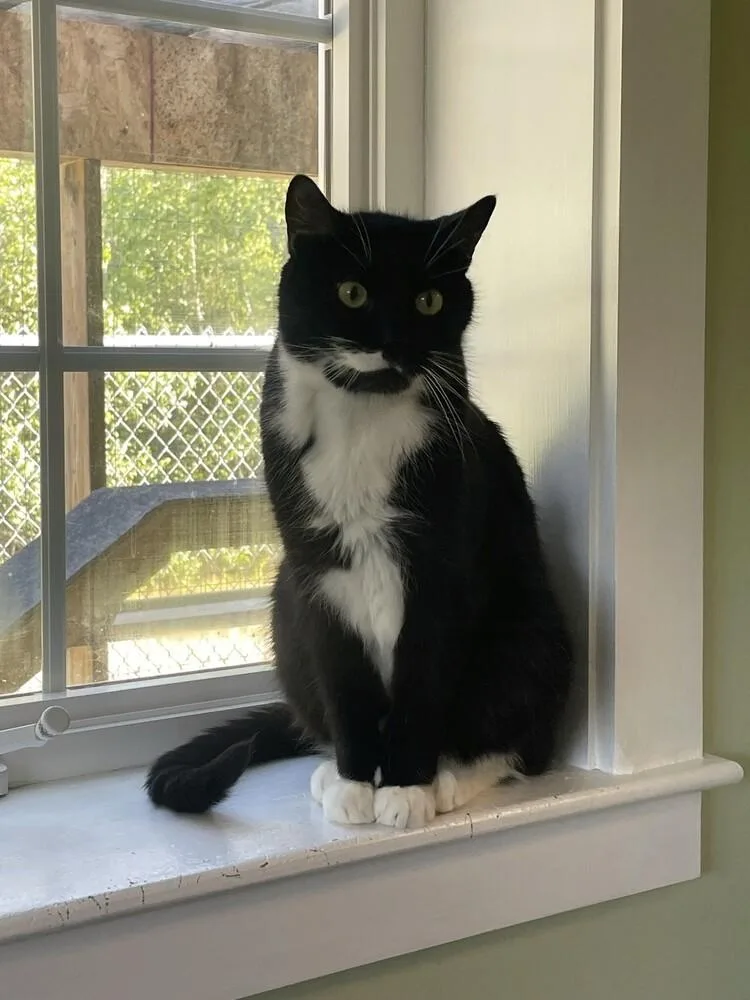 A senior medium-sized male Black & White / Tuxedo Domestic Short Hair cat named Bandit for adoption in Trenton, ME