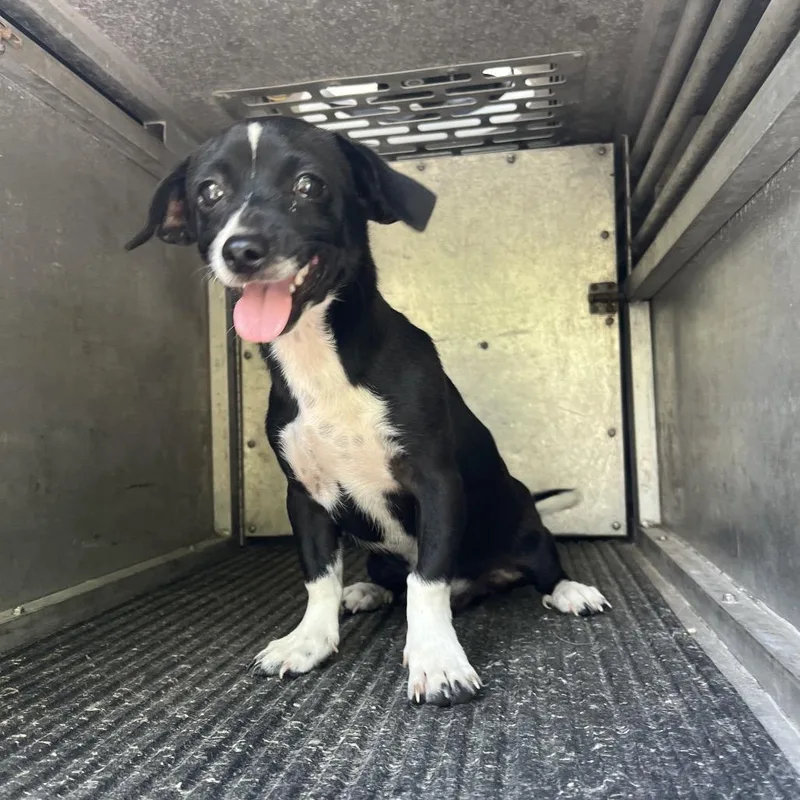 A young small-sized male Black Chihuahua dog named Kolache for adoption in Edinburg, TX