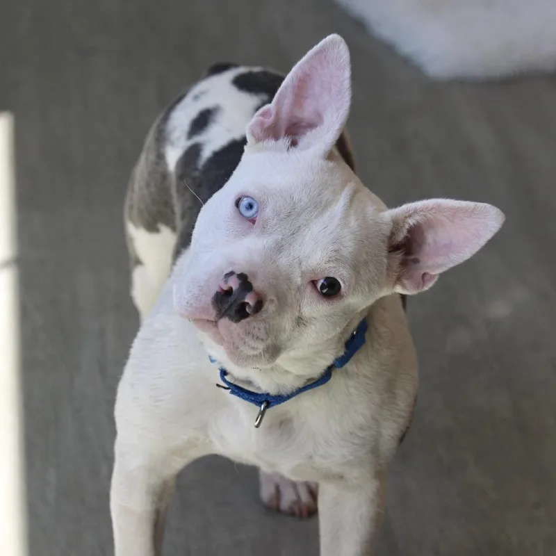 A young medium-sized female Black French Bulldog dog named Isabelle for adoption in Briarcliff Manor, NY
