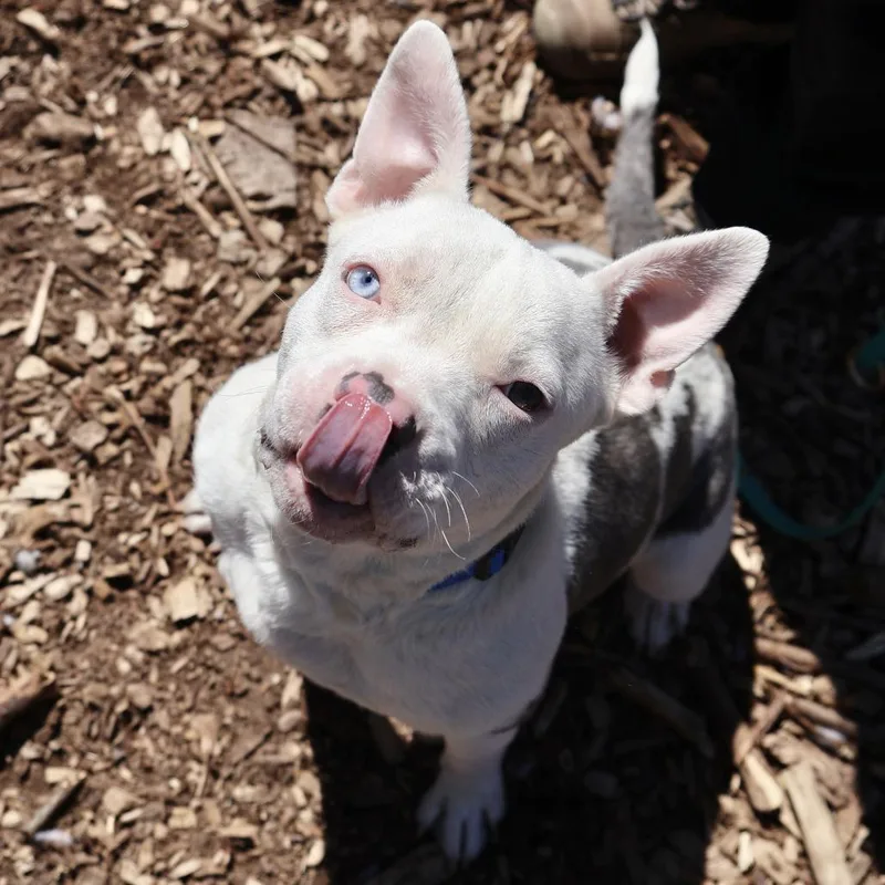 Isabelle thumbnail 3