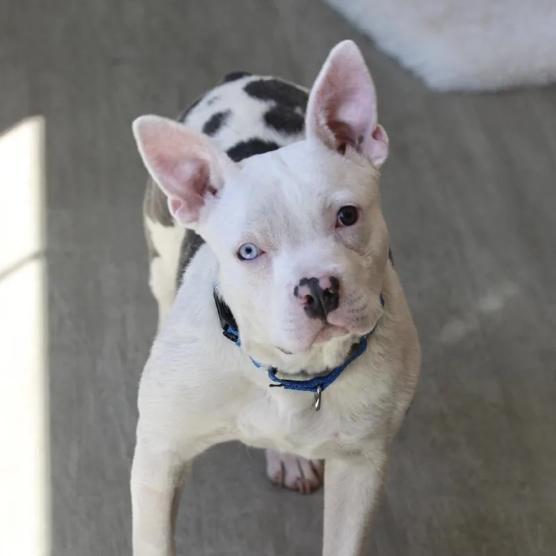 Isabelle thumbnail 4