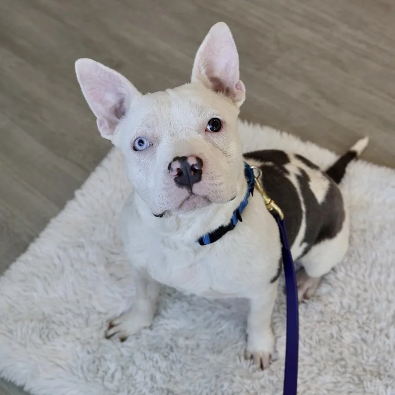 Isabelle thumbnail 5