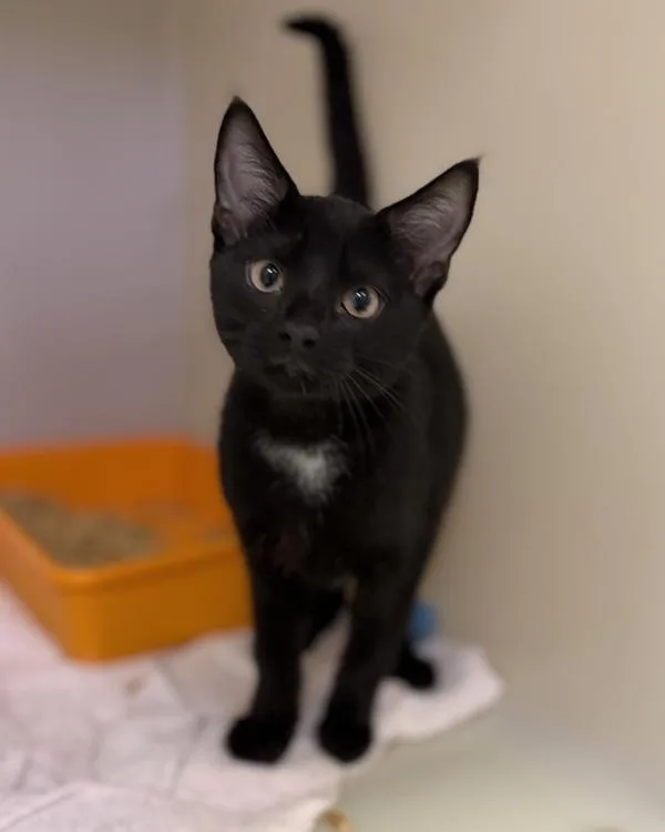 A baby small-sized male Domestic Short Hair cat named Hornet for adoption in Canton, GA