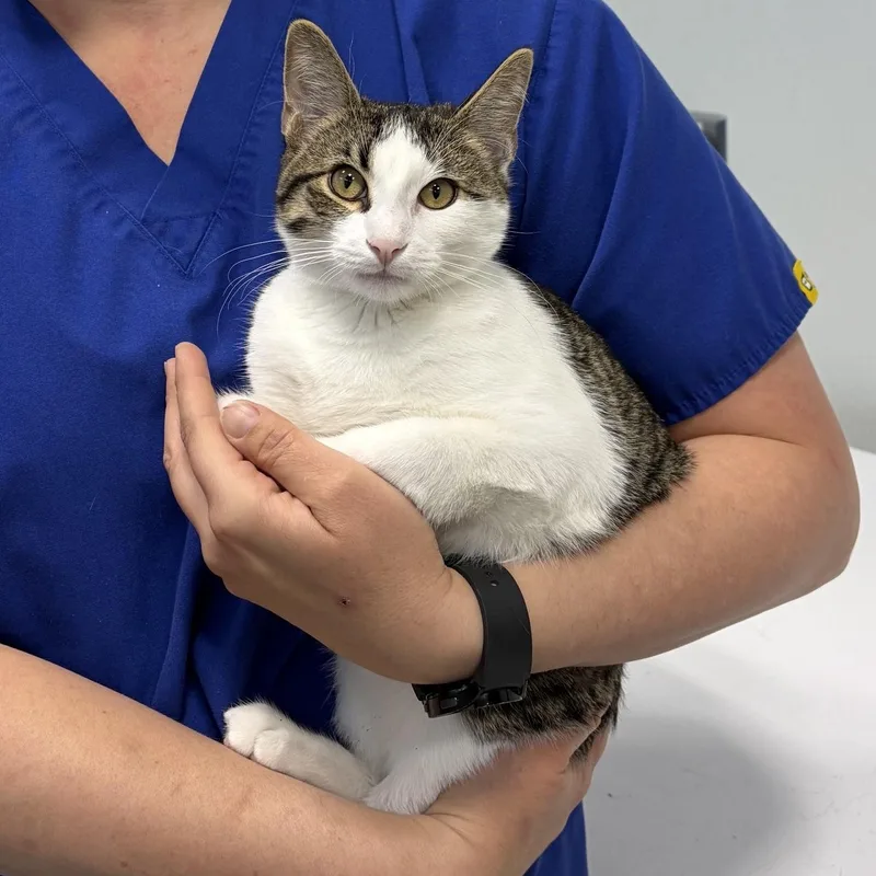 A young medium-sized male Tabby cat named Tony for adoption in Dickinson, ND