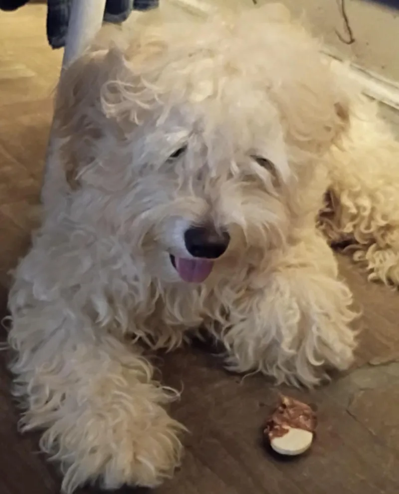 A young small-sized male Shih Tzu dog named Bentley for adoption in Richmond, TX
