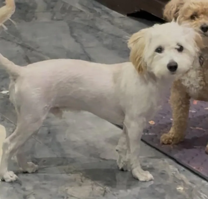 Bentley thumbnail 2