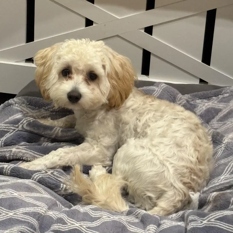 Bentley thumbnail 3