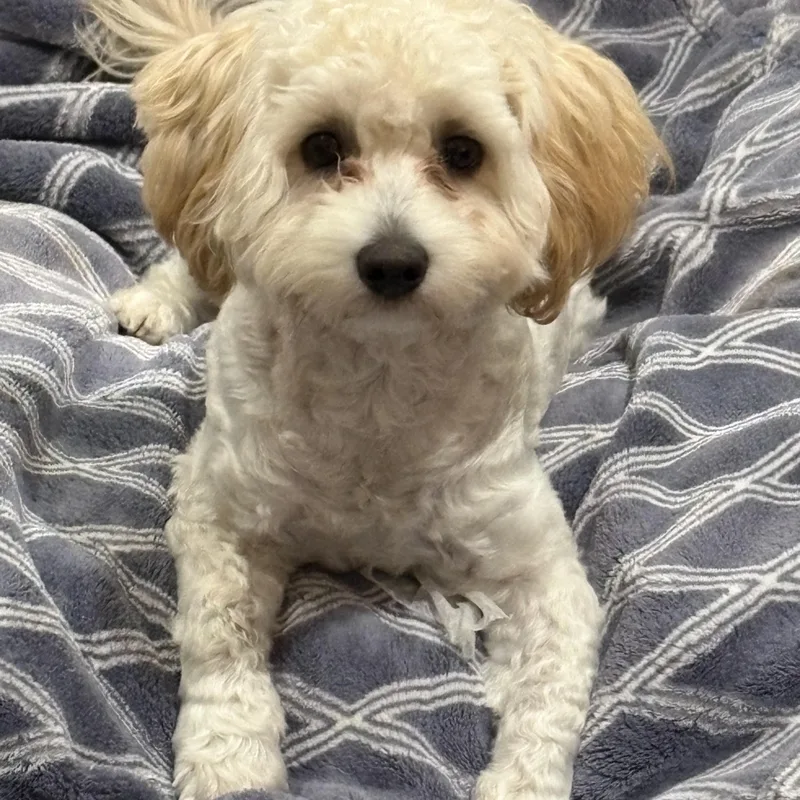 Bentley thumbnail 4