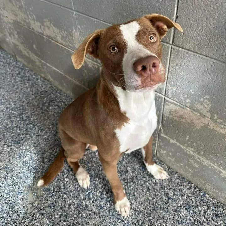 Louis 🤍 A thumbnail 4