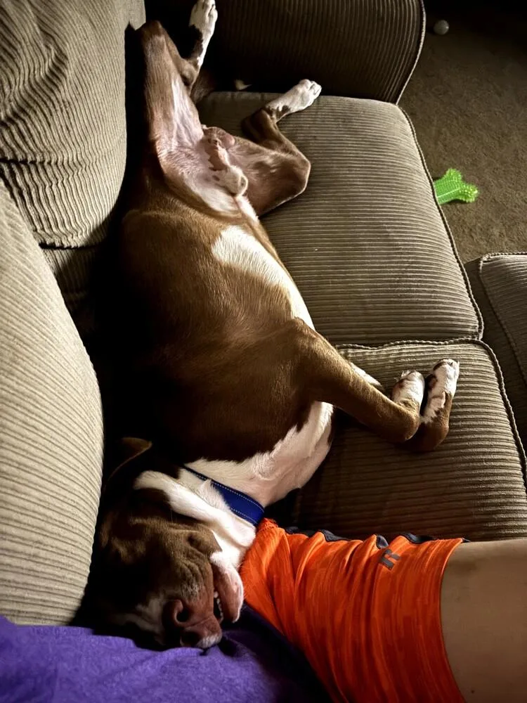 Louis 🤍 A thumbnail 5