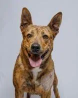 An adult medium-sized female Bicolor Shepherd dog named Pineapple for adoption in Denton, TX