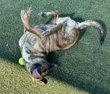 Pineapple thumbnail 4