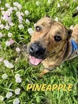Pineapple thumbnail 5
