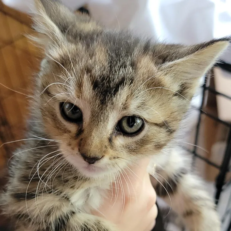 A baby small-sized female Domestic Medium Hair cat named Usti for adoption in Buffalo, WY