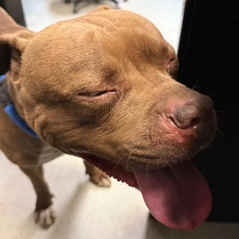 An adult large-sized female Brown / Chocolate Pit Bull Terrier dog named Mamma Girl for adoption in Philadelphia, PA