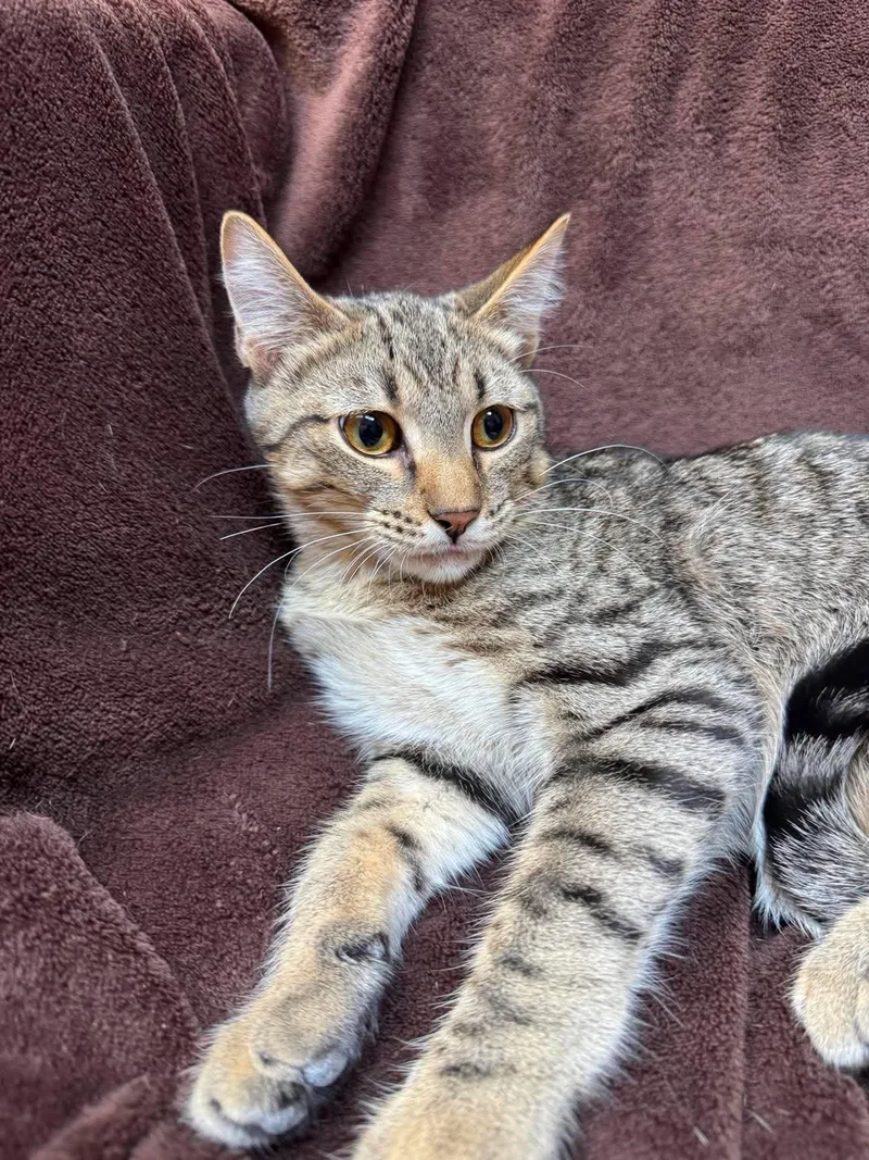 A baby medium-sized male Tabby (Gray / Blue / Silver) Domestic Short Hair cat named Summit for adoption in Alexandria, MN