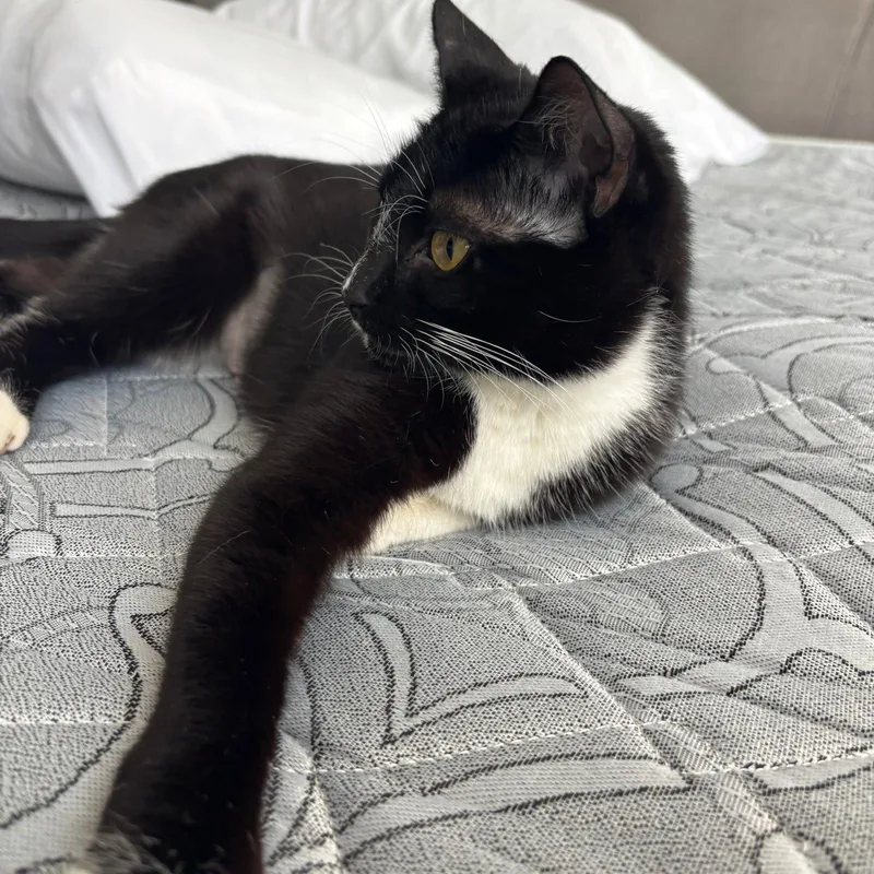 An adult medium-sized female Black & White / Tuxedo Domestic Short Hair cat named Tamarind for adoption in Brooklyn, NY
