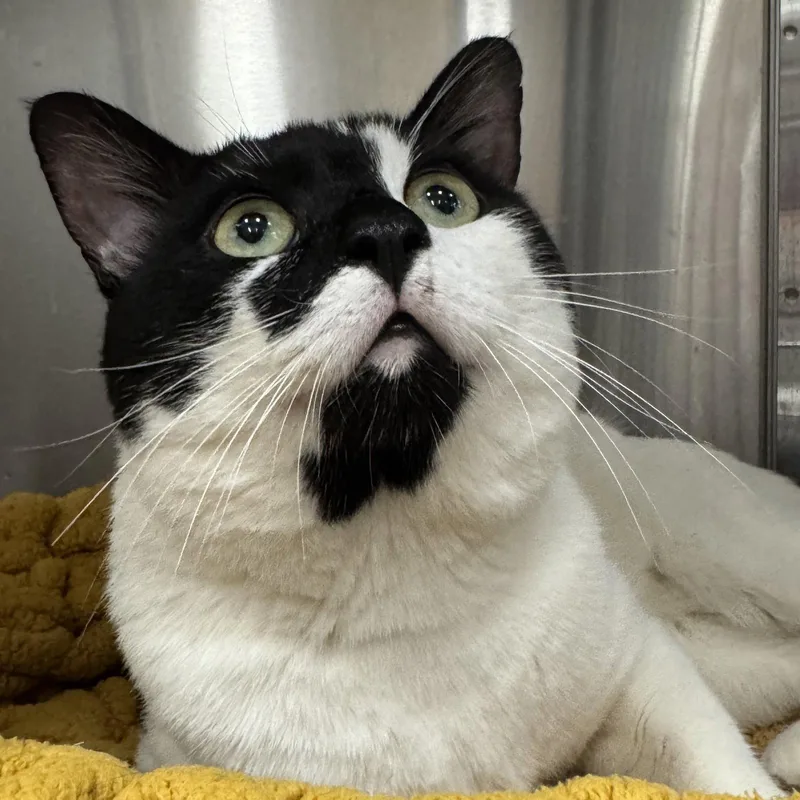 An adult medium-sized male Black & White / Tuxedo Domestic Short Hair cat named Salvatore for adoption in Winchendon, MA
